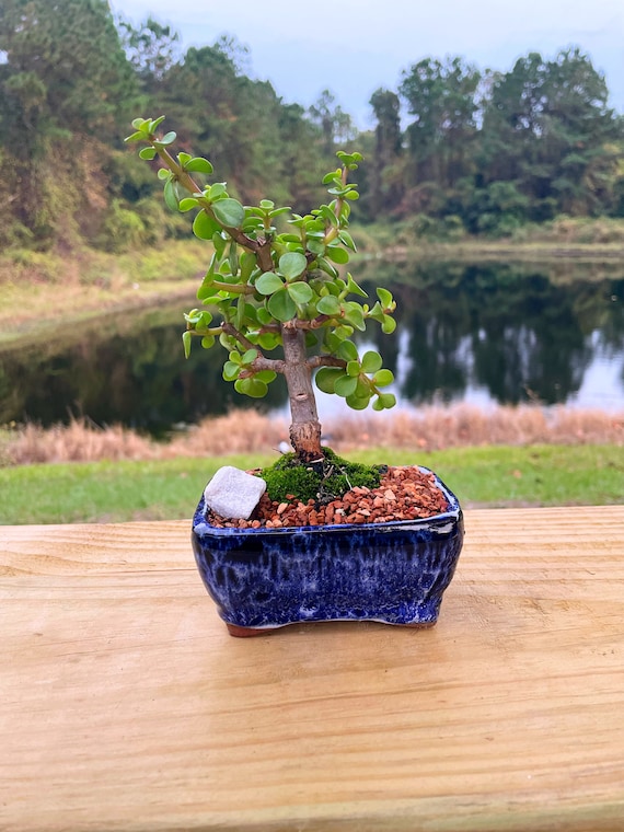 Dwarf Jade Bonsai Tree: Live Moss & Marble Stone in 4" Ceramic Pot - Etsy