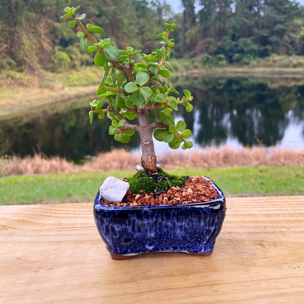 Dwarf Jade Bonsai Tree: Live Moss & Marble Stone in 4" Ceramic Pot