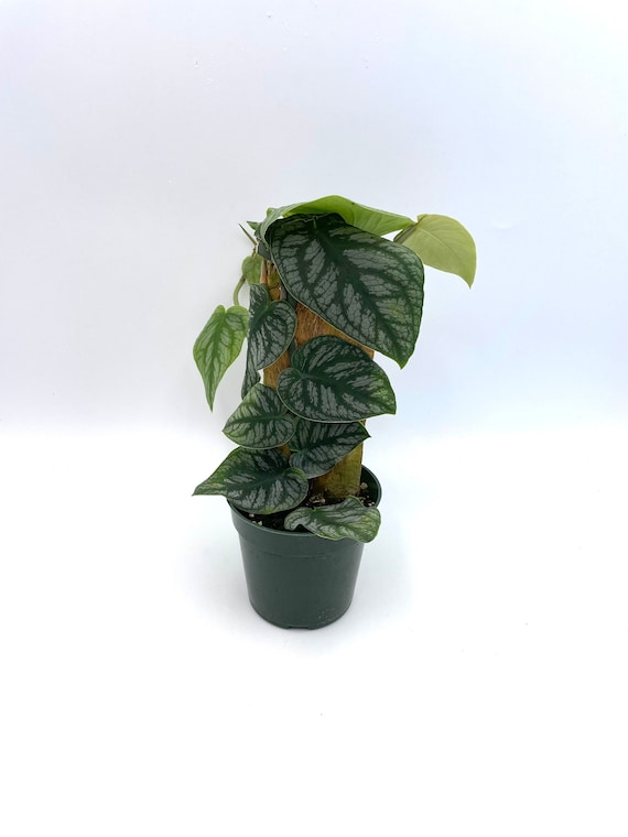 Rare Monstera Dubia Plant: Fully Rooted Indoor Plant - Etsy