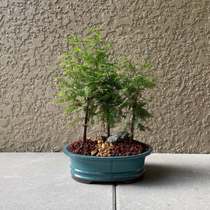 Live Plant, Bonsai Tree Forest Path, Bald Cypress 3, Indoor Bonsai, 10” Glazed Bonsai Pot