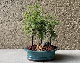 Live Plant, Bonsai Tree Forest Path, Bald Cypress 3, Indoor Bonsai, 10” Glazed Bonsai Pot