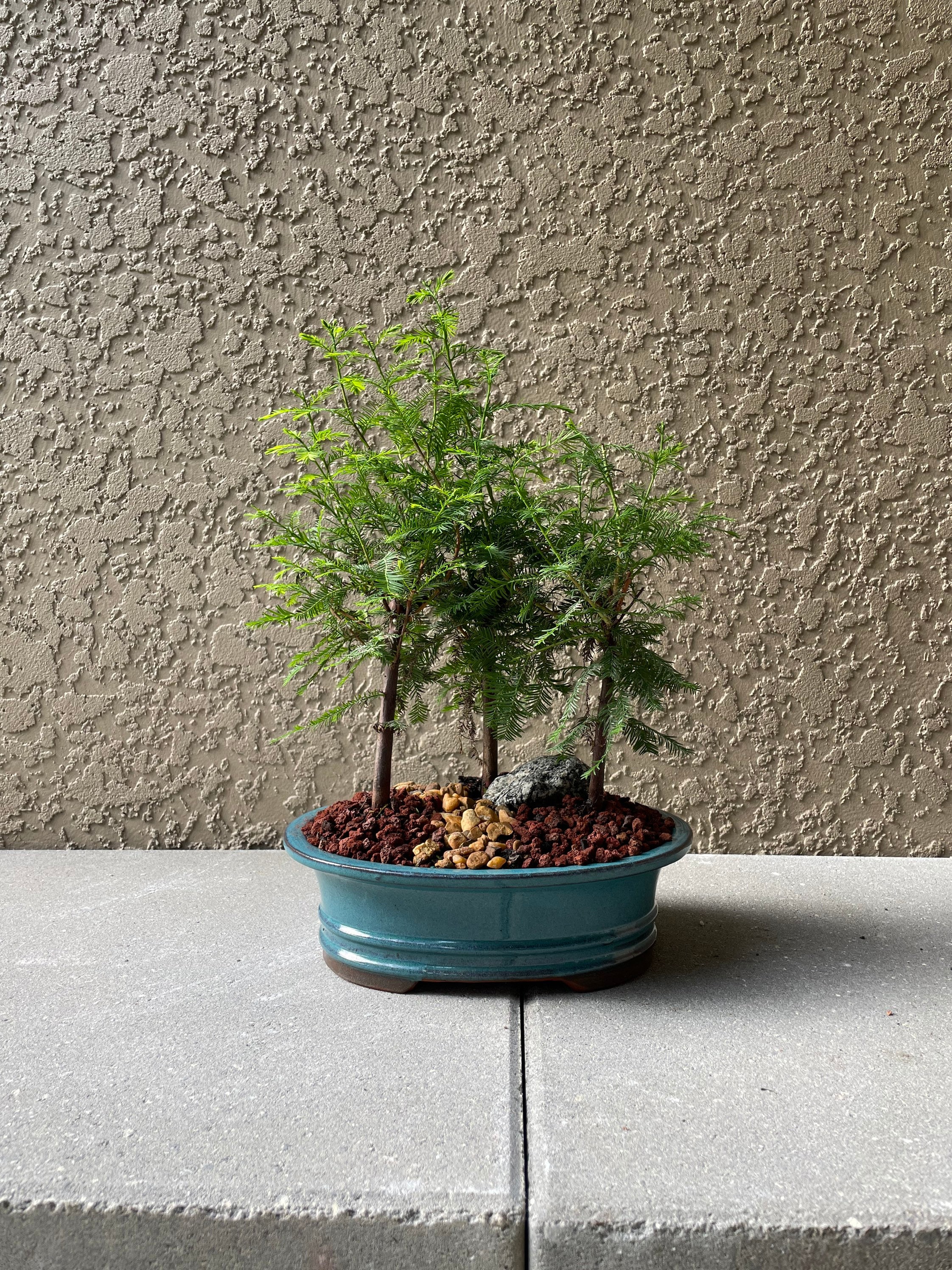 Live Plant, Bonsai Tree Forest Path, Bald Cypress 3, Indoor Bonsai, 10” Glazed Bonsai Pot