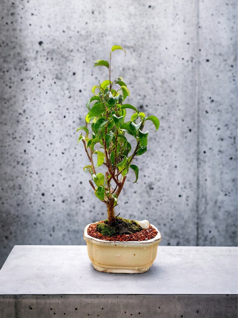 LJPlantNursery Ficus Bonsai Tree - Thumbnail 3