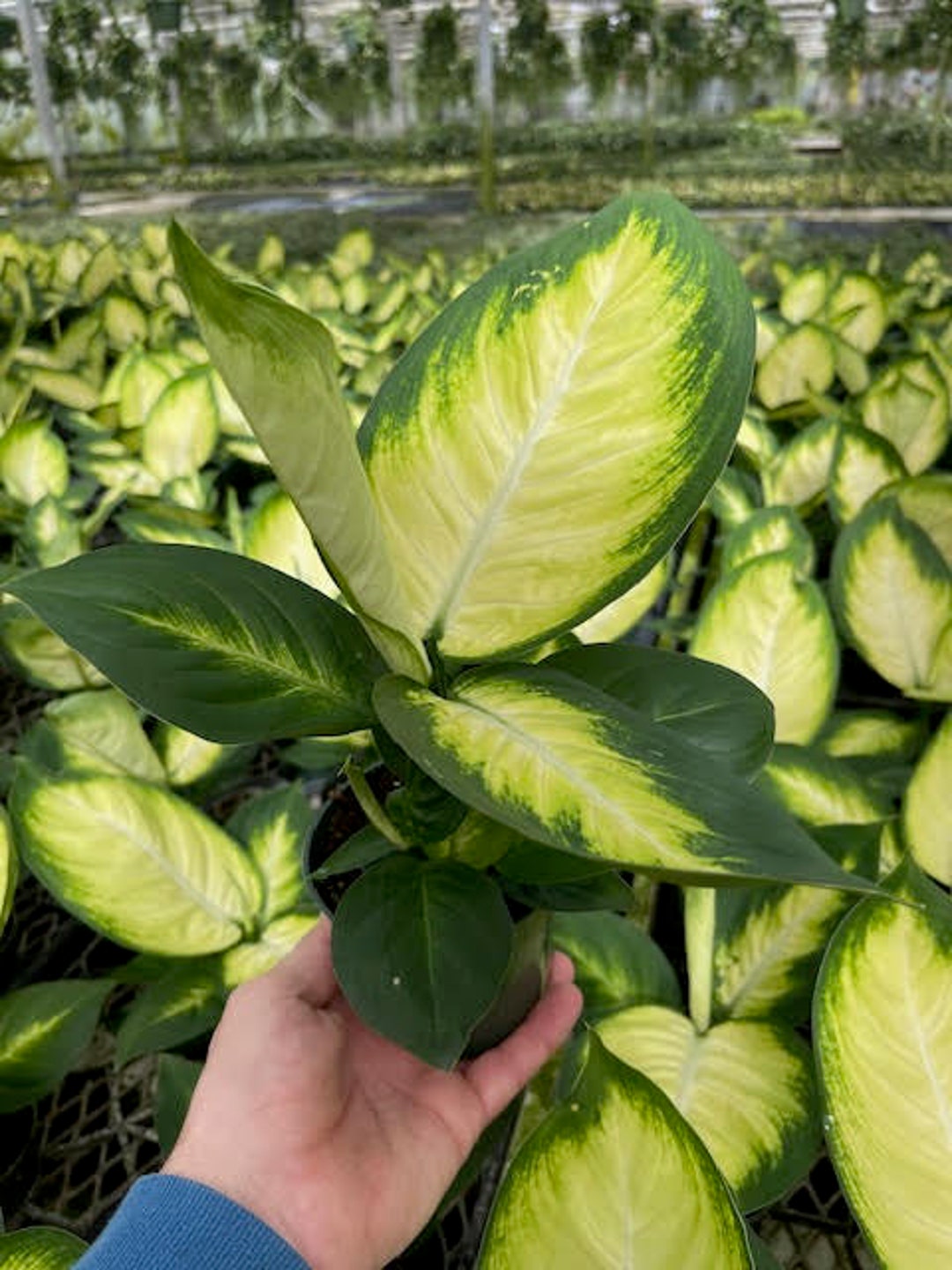 monstera variegata pflanzen klle Monstera variegata cremefarben bunt  Monjungle