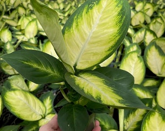 Dieffenbachia Tropic Marianne: Yellow Variegated Houseplant - 4'' Pot