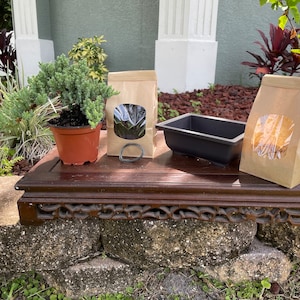 Juniper Bonsai Kit with All Supplies Included