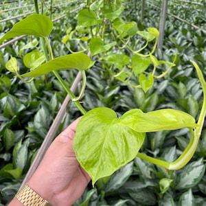 May include: A close-up of a golden pothos plant with heart-shaped leaves. The plant is growing in a greenhouse setting.