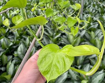 Extra Long Neon Pothos in a 8” Hanging Basket - 2 feet to 7 Feet Vines
