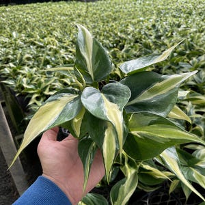 May include: Close-up of a vibrant green and yellow variegated plant. The leaves are heart-shaped with a mix of green and creamy yellow variegation. The plant is held in a hand, with a background of similar plants in a greenhouse setting.