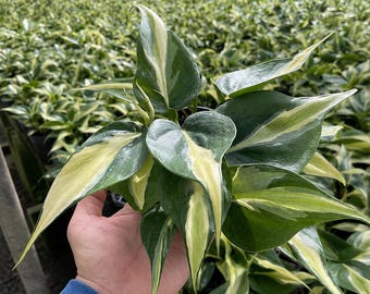 Silver Stripe Philodendron: Rare Indoor Plant in 4'' Pot