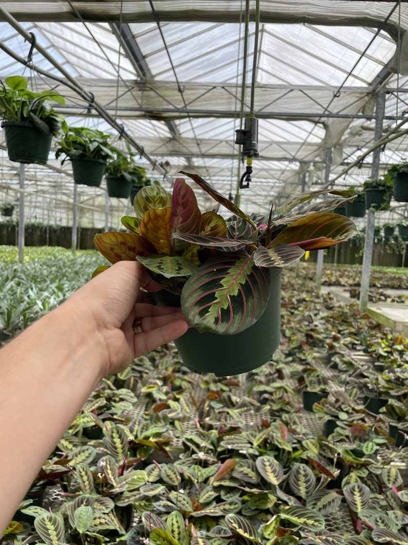LJPlantNursery Maranta Leuconeura Prayer Plant - Thumbnail 5