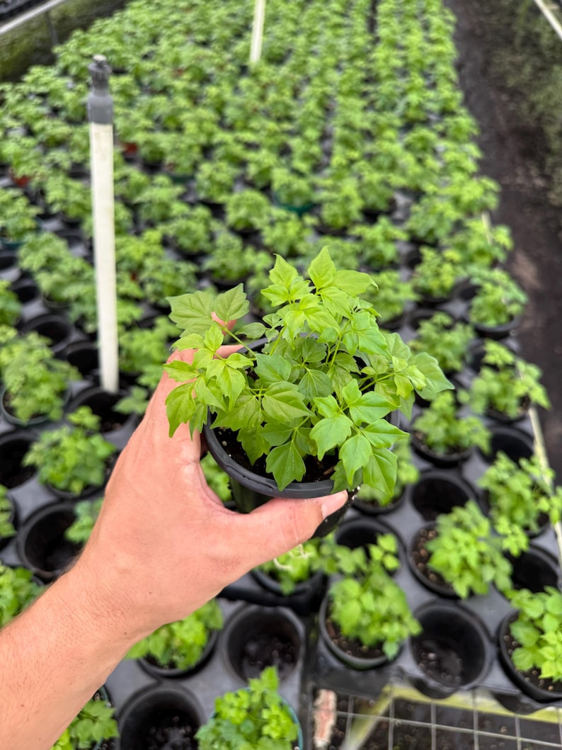 LJPlantNursery China Doll Plant