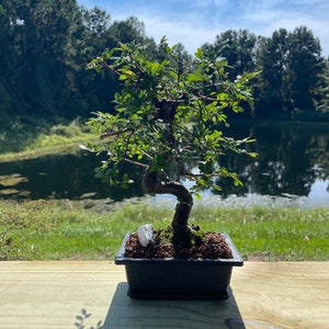 May include: A small bonsai tree with green leaves and a curved trunk sits in a black rectangular pot. A white stone rests on the soil. The tree is on a wooden surface with a lake and trees in the background.