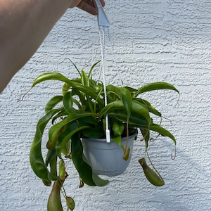 Pode incluir: Uma planta suspensa em vaso com folhas longas e verdes e v&aacute;rias armadilhas em forma de jarro. A planta &eacute; suspensa por um cabide e uma corda de pl&aacute;stico branco. O vaso &eacute; cinza e o fundo &eacute; uma parede branca texturizada.