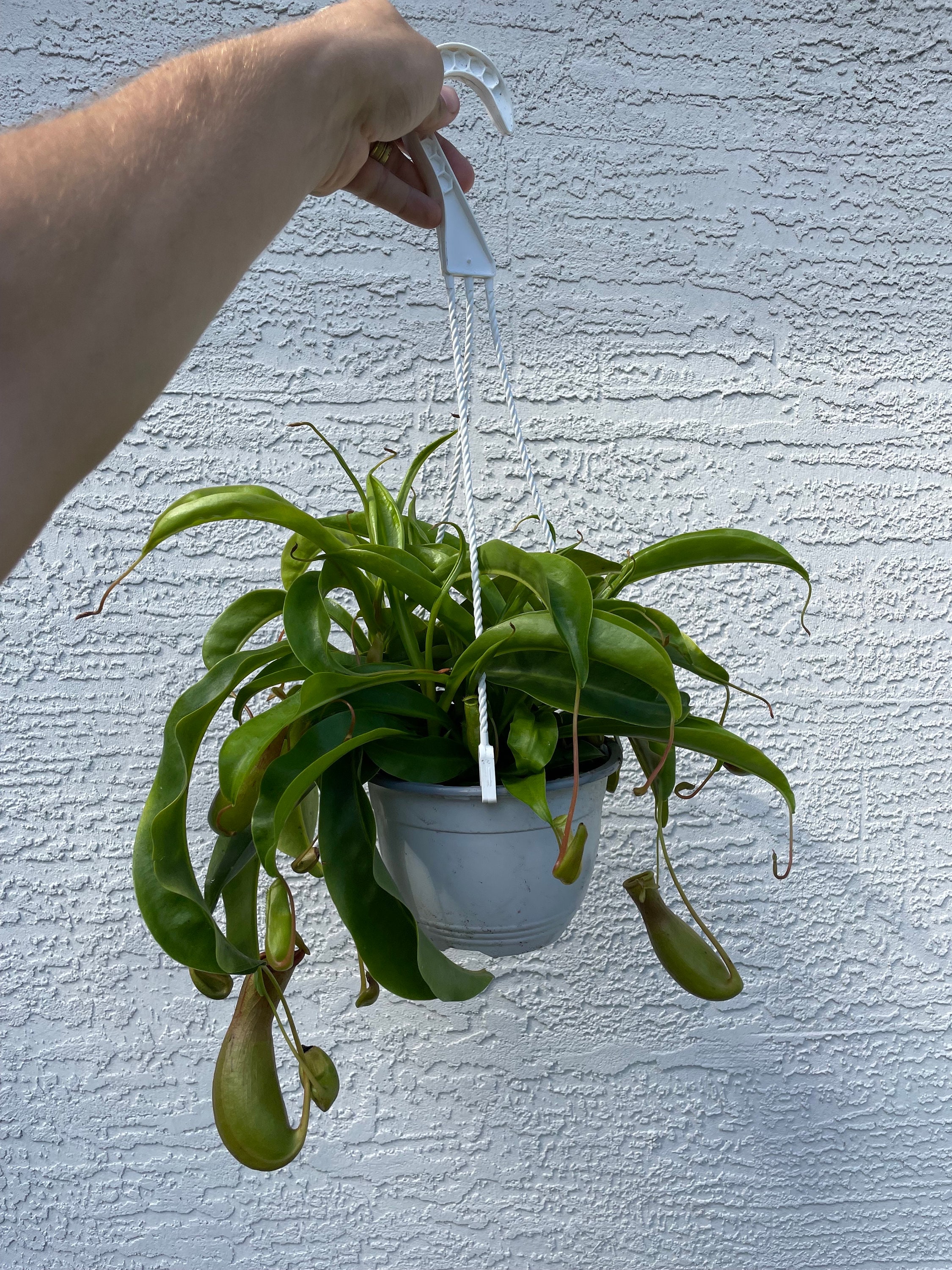 plant jade tree Explore the Collection of Elephant Bush Jade Tree