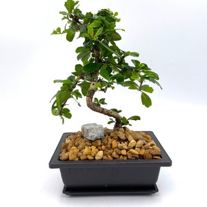 May include: A bonsai tree with vibrant green leaves and a curved trunk. The tree sits in a black rectangular pot filled with small brown pebbles and a gray stone. The background is plain white.
