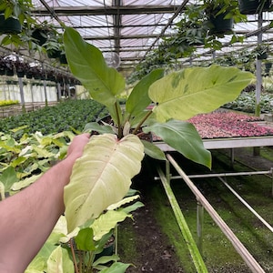 May include: A variegated plant with large, light green leaves with white variegation. The plant is being held in a person's hand in a greenhouse setting.