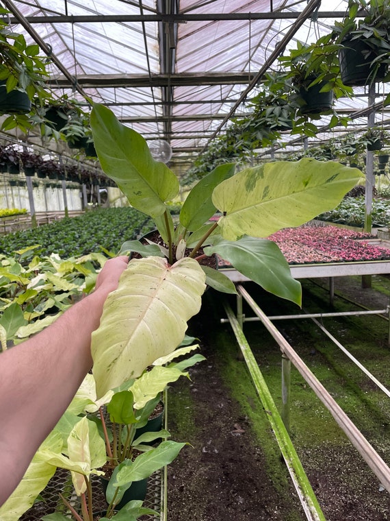 Philodendron X 'snowdrift - 4'' Pot Extra Variegated - Etsy