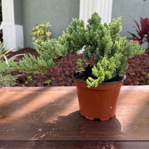 Easy-to-Follow Instructions for Bonsai Success