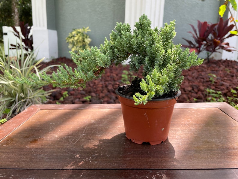 Easy-to-Follow Instructions for Bonsai Success