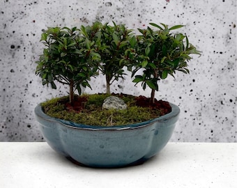Brush Cherry Flowering Bonsai Tree Forest, Live Moss with a pathway, Free Shipping + Gift for Christmas