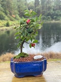 Barbados Cherry Bonsai Gift Tree | Acerola in 5" Ceramic Pot with Live Moss | Edible Fruit Houseplant