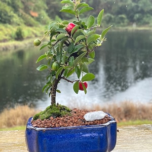 Barbados Weeping Cherry Bonsai Tree | Edible Fruit | Ceramic Pot