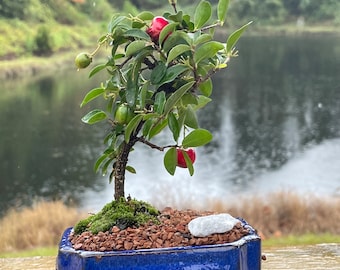 Barbados Weeping Cherry Bonsai Tree | Edible Fruit | Ceramic Pot