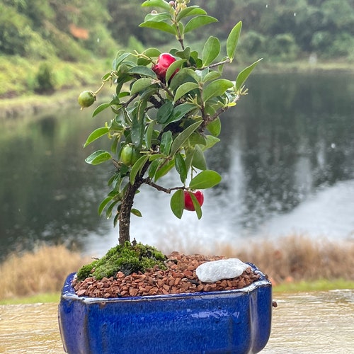 Live Juniper Bonsai Tree With Humidity Tray - Outdoor Garden Gift