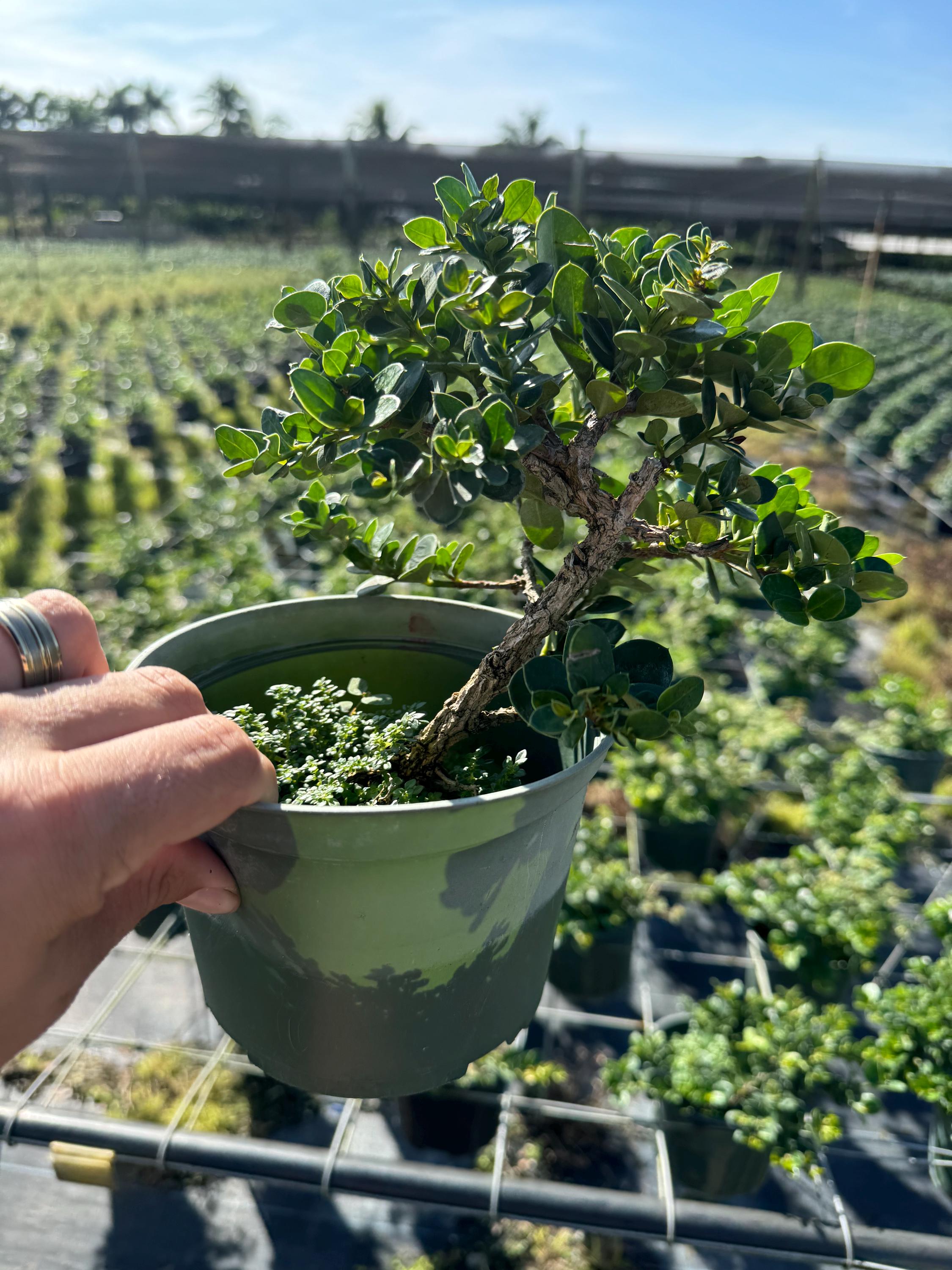 bambus als terrassendielen wer hat erfahrung Bambus-Terrassendiele Bamboo X-treme - feingeriffelt / gebrstet