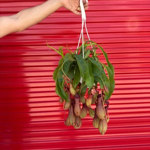 Carnivorous Pitcher Plant – Nepenthes Alata in 6″ Hanging Basket – unique bug‑eating houseplant gift