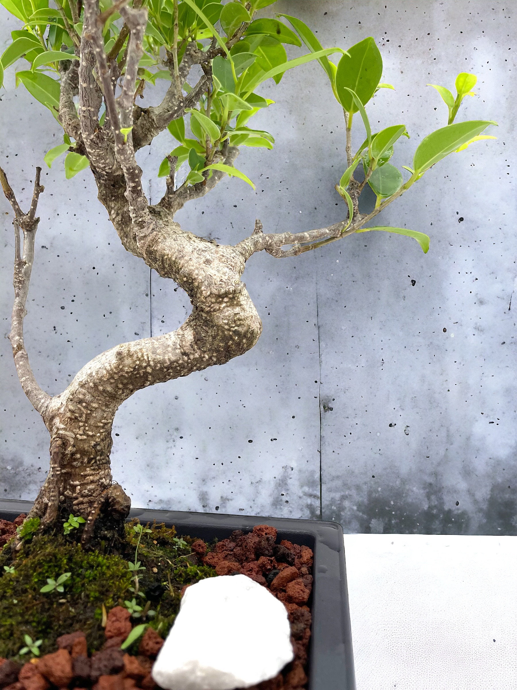 bonsai puzzle Sakura Bonsai Modern Wooden Puzzle