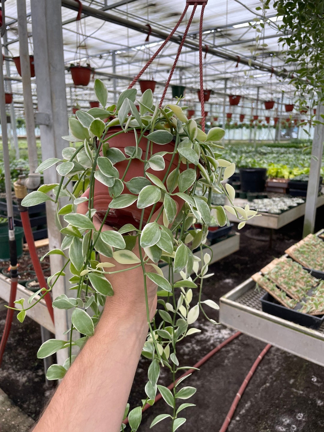 Variegated Dischidia - Long Trailing Plant - 6'' Hanging Basket ...