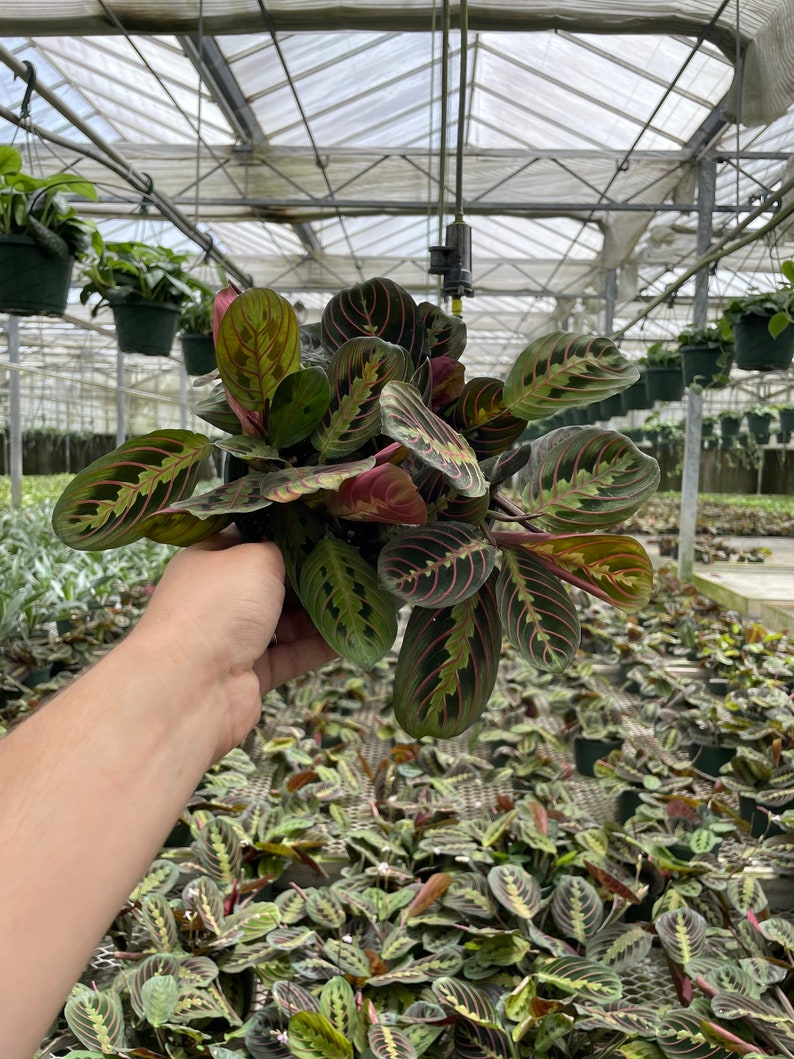 LJPlantNursery Maranta Leuconeura Prayer Plant - Thumbnail 4