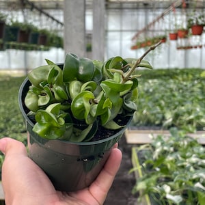 Extra Packed Long Hoya Compacta Rope - 4&#39;&#39; Plastic Training Pot - Exotic Hanging Succulent