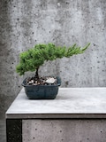 Juniper Nana Bonsai: 4'' Glazed Pot, Easy to Grow Outdoor Tree