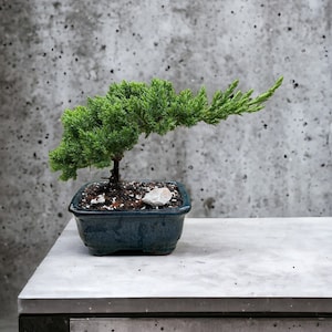 May include: A small green bonsai tree in a blue ceramic pot with a single white rock on the soil. The bonsai is on a gray concrete surface.