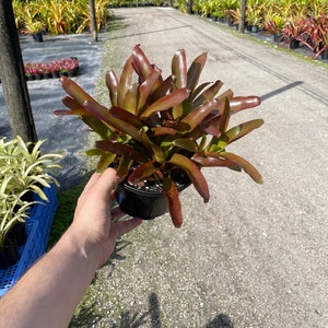 Bromeliad Fireball - Big Purple and Green Plant