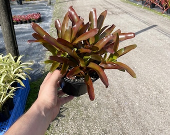 Bromeliad Fireball - Big Purple and Green Plant