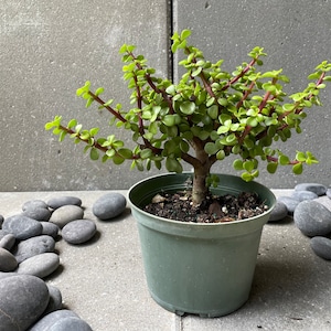 以下が含まれることがあります： 赤い茎と緑の葉を持つ小さな緑の鉢植えの植物。植物は灰色の鉢に入っていて、灰色の表面に灰色の石が置かれています。