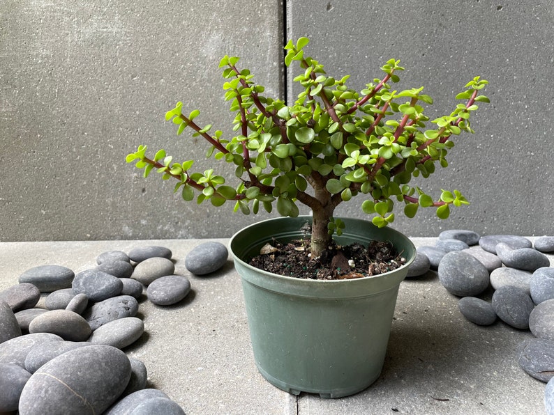 以下が含まれることがあります： 赤い茎と緑の葉を持つ小さな緑の鉢植えの植物。植物は灰色の鉢に入っていて、灰色の表面に灰色の石が置かれています。