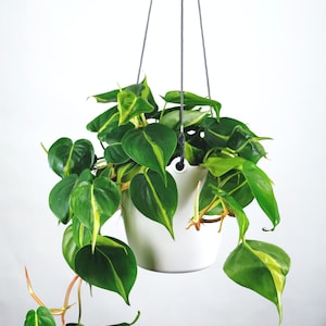 May include: A hanging planter with a white ceramic pot and a green plant with variegated leaves. The plant is hanging from a gray rope.