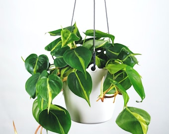 Brasil Philodendron in 8” Hanging Basket – Vibrant and Easy-Care Indoor Plant