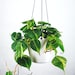 see more listings in the Philodendron section