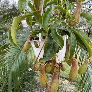 Carnivorous Pitcher Plant - Asian Pitcher Plant - Alata Pitcher Plant - 4'' Standard Pot or  6'' Plastic Pot Hanging Basket