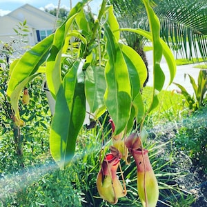 alata-pitcher-plant-hanging-basket
carnivorous-plant-alata-pitcher
indoor-decor-alata-pitcher-plant
low-maintenance-hanging-basket
tropical-plant-alata-pitcher
green-foliage-carnivorous-plant
unique-houseplant-hanging-basket