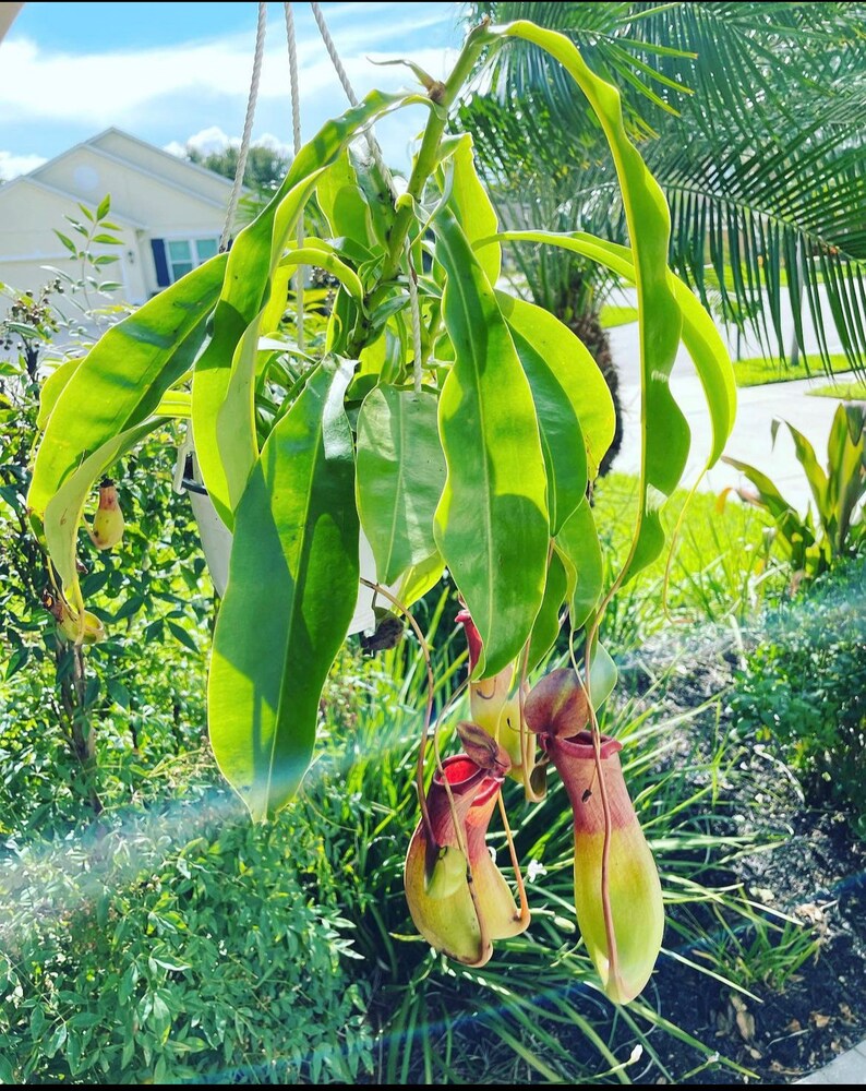 alata-pitcher-plant-hanging-basket
carnivorous-plant-alata-pitcher
indoor-decor-alata-pitcher-plant
low-maintenance-hanging-basket
tropical-plant-alata-pitcher
green-foliage-carnivorous-plant
unique-houseplant-hanging-basket