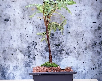 Bald Cypress Bonsai with Live Moss | Black Plastic Micah Pot | Budget-Friendly Option