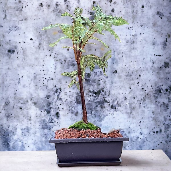Bald Cypress Bonsai with Live Moss | Black Plastic Micah Pot | Budget-Friendly Option