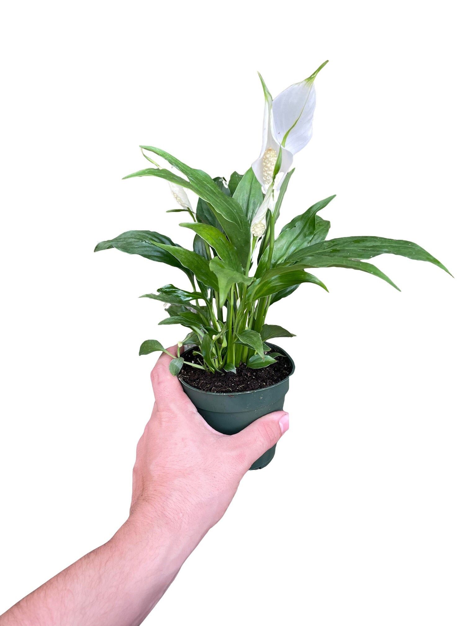 Spathiphyllum - Peace Lilly - Small House Plant - 4'' Spiked - Etsy
